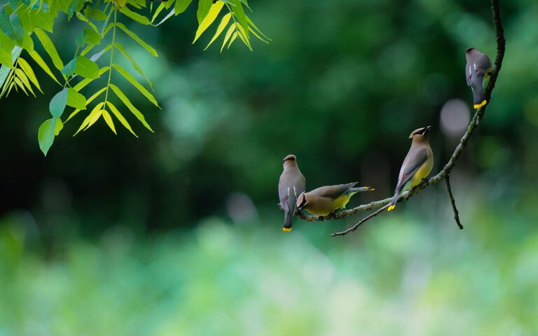 Beginner Tips for Backyard Birdwatching: Getting Started with Feathered Friends